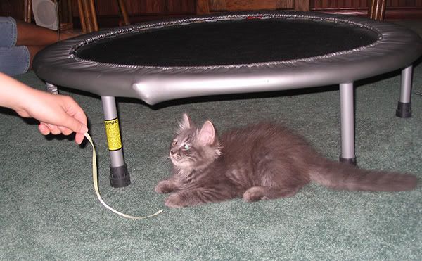 IMAGE: http://i145.photobucket.com/albums/r233/asolie/Cat/gray-kitty.jpg