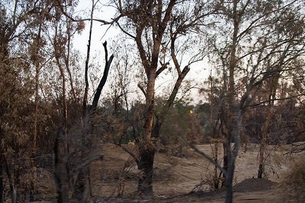 IMAGE: http://i145.photobucket.com/albums/r233/asolie/Different%20Things/Fallbrook%20Drive%2011-23-07/DeadTrees600px.jpg