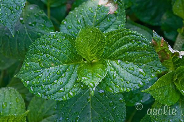 IMAGE: http://i145.photobucket.com/albums/r233/asolie/Different%20Things/WetLeaves.jpg