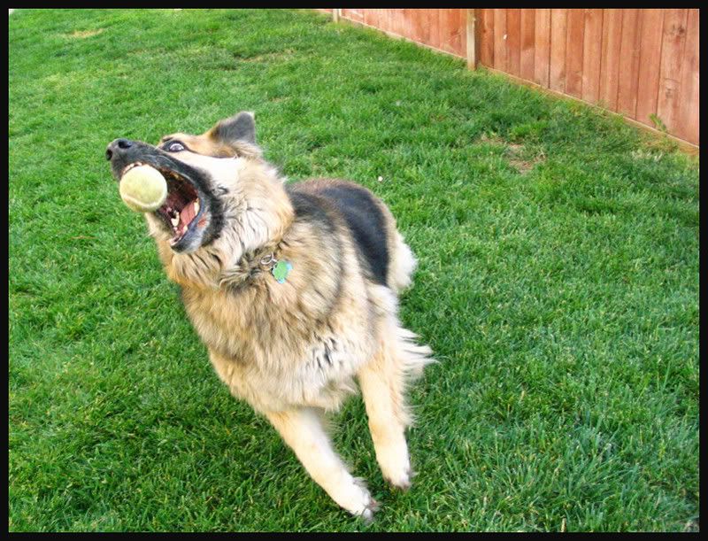 IMAGE: http://i145.photobucket.com/albums/r233/asolie/Dogs/Dog-catchingball-1.jpg