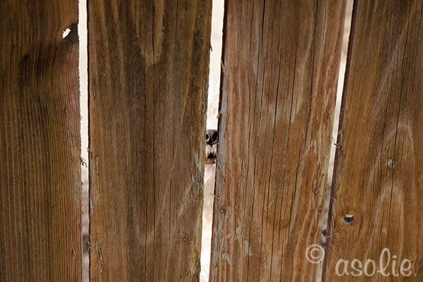 IMAGE: http://i145.photobucket.com/albums/r233/asolie/Fence.jpg