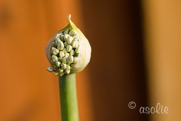 IMAGE: http://i145.photobucket.com/albums/r233/asolie/Flowers/BloomingOnion.jpg