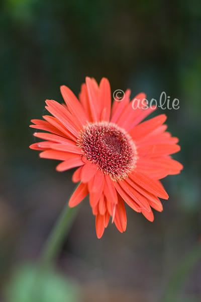 IMAGE: http://i145.photobucket.com/albums/r233/asolie/Flowers/Dasiy1.jpg