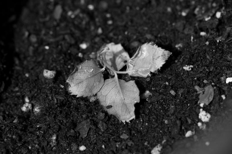 IMAGE: http://i145.photobucket.com/albums/r233/asolie/Flowers/IMG_7478.jpg