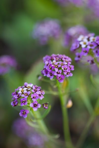 IMAGE: http://i145.photobucket.com/albums/r233/asolie/Flowers/LA-TarPits-Hollywood-008.jpg