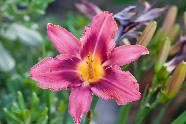 IMAGE: http://i145.photobucket.com/albums/r233/asolie/Flowers/LA-TarPits-Hollywood-030.jpg