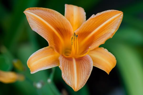 IMAGE: http://i145.photobucket.com/albums/r233/asolie/Flowers/LA-TarPits-Hollywood-037.jpg