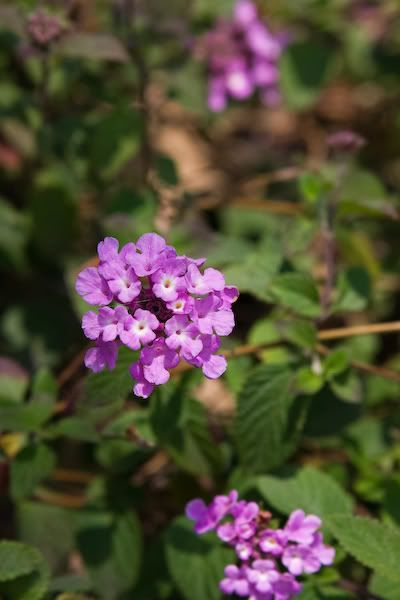 IMAGE: http://i145.photobucket.com/albums/r233/asolie/Flowers/LA-TarPits-Hollywood-150.jpg