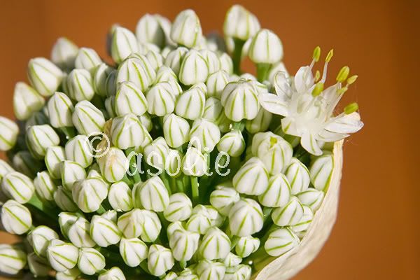 IMAGE: http://i145.photobucket.com/albums/r233/asolie/Flowers/OnionBloom.jpg