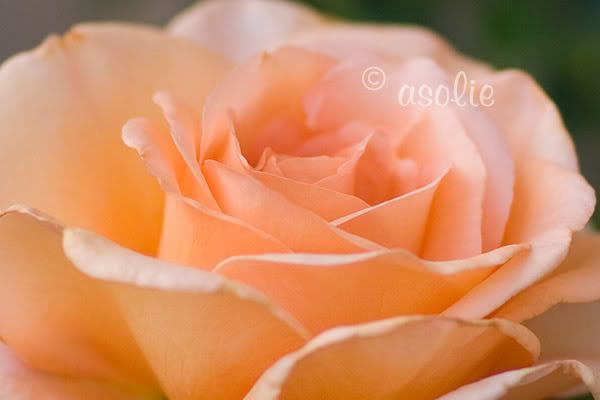 IMAGE: http://i145.photobucket.com/albums/r233/asolie/Flowers/OrangeRose-1.jpg