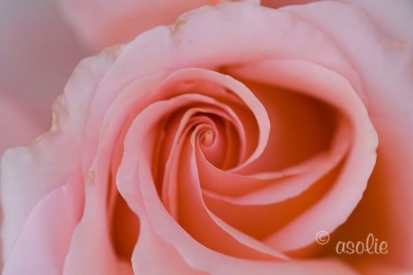 IMAGE: http://i145.photobucket.com/albums/r233/asolie/Flowers/OrangeRoseApril.jpg