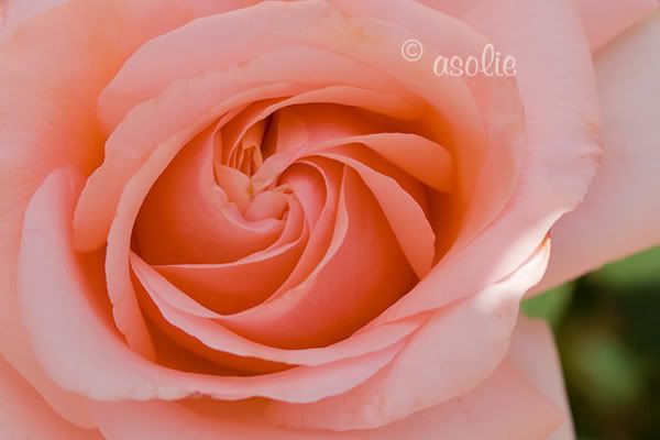 IMAGE: http://i145.photobucket.com/albums/r233/asolie/Flowers/OrangeRoseMay1.jpg