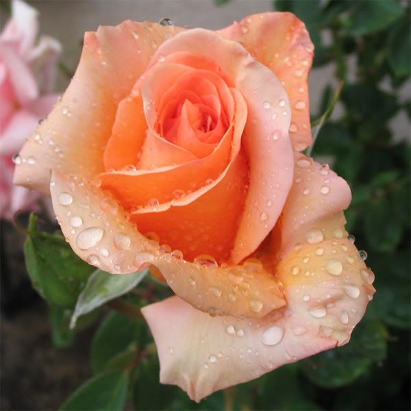 IMAGE: http://i145.photobucket.com/albums/r233/asolie/Flowers/OrangeRosePhoto.jpg