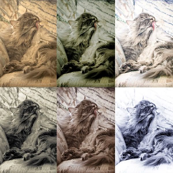 IMAGE: http://i145.photobucket.com/albums/r233/asolie/LRcat1.jpg