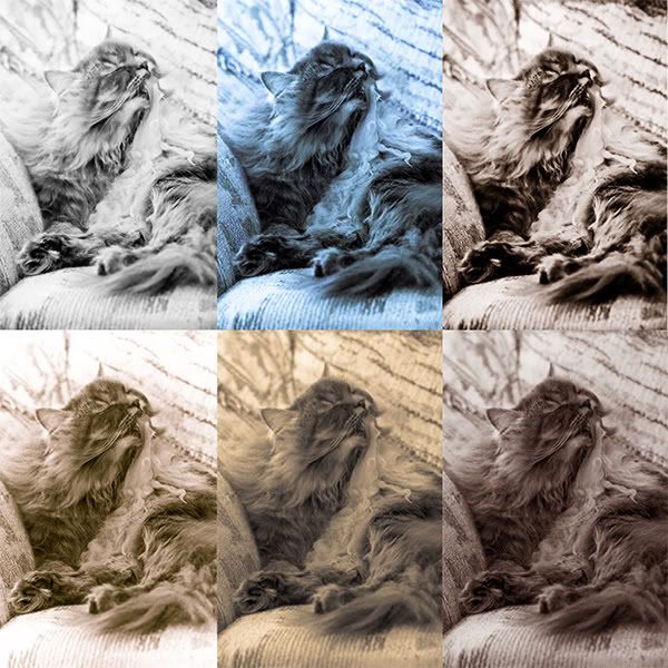 IMAGE: http://i145.photobucket.com/albums/r233/asolie/LRcat2.jpg