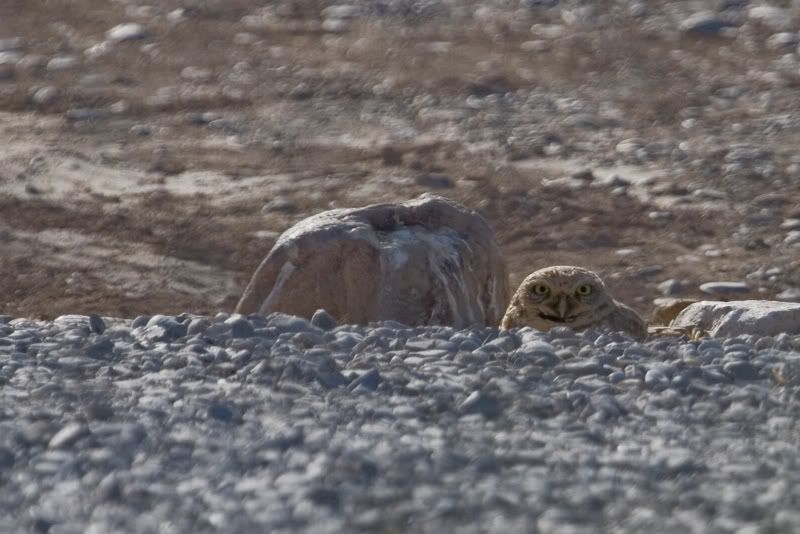 IMAGE: http://i145.photobucket.com/albums/r233/asolie/Pahrump/Pahrump2007-Alyssa-185.jpg