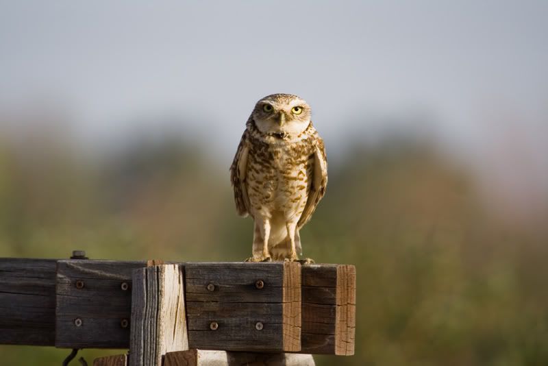 IMAGE: http://i145.photobucket.com/albums/r233/asolie/Pahrump/Pahrump2007-Alyssa-197.jpg