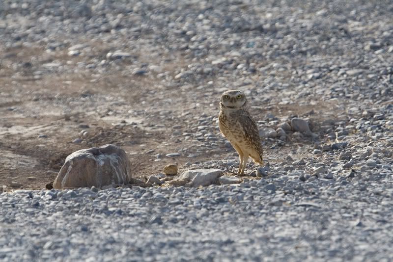 IMAGE: http://i145.photobucket.com/albums/r233/asolie/Pahrump/Pahrump2007-Alyssa-227.jpg