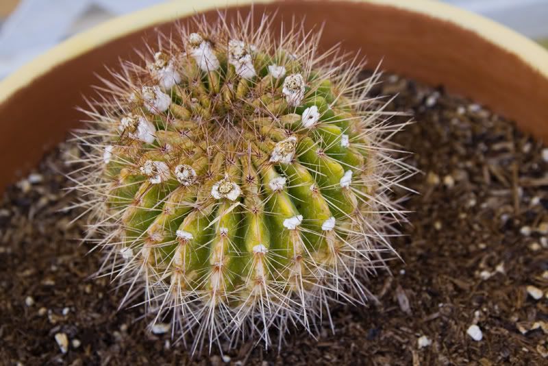 IMAGE: http://i145.photobucket.com/albums/r233/asolie/Pahrump/Pahrump2007-Alyssa-358.jpg