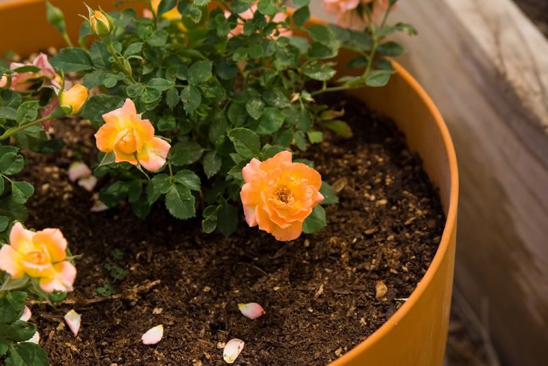 IMAGE: http://i145.photobucket.com/albums/r233/asolie/Pahrump/Pahrump2007-Alyssa-379.jpg