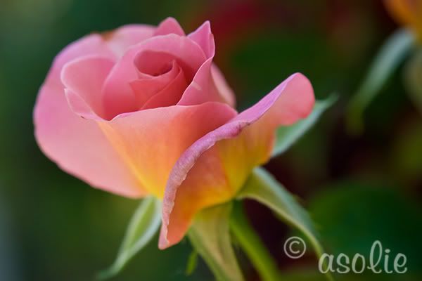 IMAGE: http://i145.photobucket.com/albums/r233/asolie/Pez-1.jpg