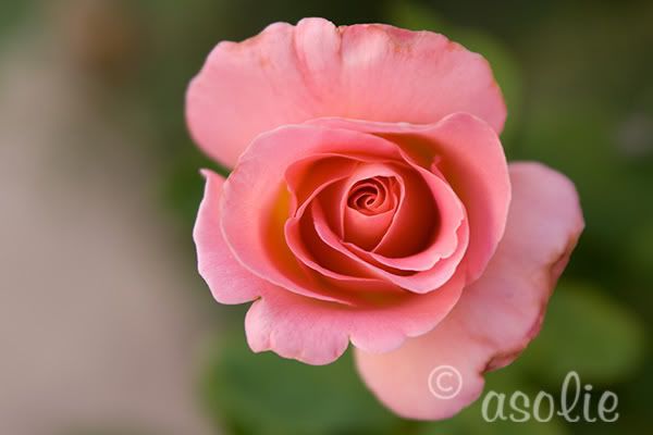 IMAGE: http://i145.photobucket.com/albums/r233/asolie/Pez1.jpg