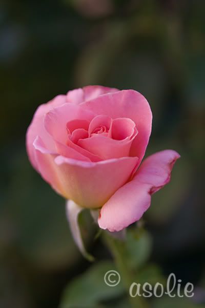 IMAGE: http://i145.photobucket.com/albums/r233/asolie/Pez4.jpg