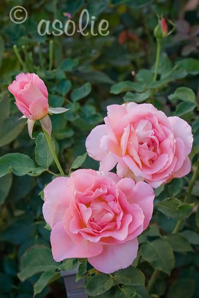 IMAGE: http://i145.photobucket.com/albums/r233/asolie/PinkRoses.jpg
