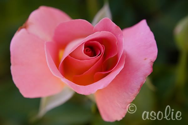 IMAGE: http://i145.photobucket.com/albums/r233/asolie/PrettyPez.jpg