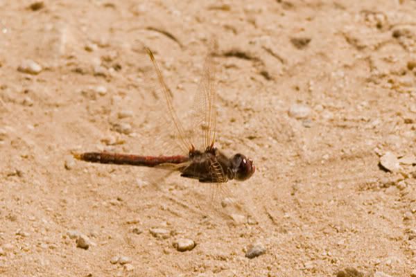 IMAGE: http://i145.photobucket.com/albums/r233/asolie/Santa%20Rosa%20Plateau/FlyingDragonfly.jpg