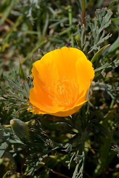 IMAGE: http://i145.photobucket.com/albums/r233/asolie/Santa%20Rosa%20Plateau/GoldenPoppy.jpg