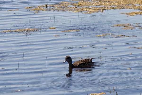 IMAGE: http://i145.photobucket.com/albums/r233/asolie/Santa%20Rosa%20Plateau/WetDuck.jpg