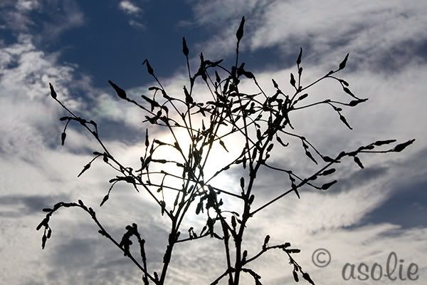 IMAGE: http://i145.photobucket.com/albums/r233/asolie/SkyWeed.jpg