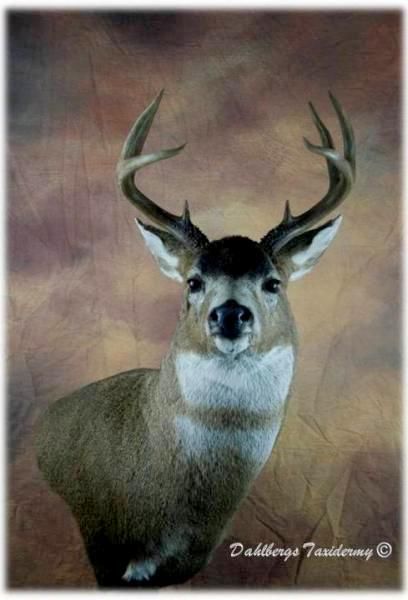 Stids%20Blacktail_zpszbplfnr5.jpg