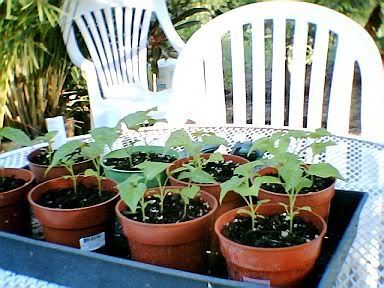 datil pepper seedlings