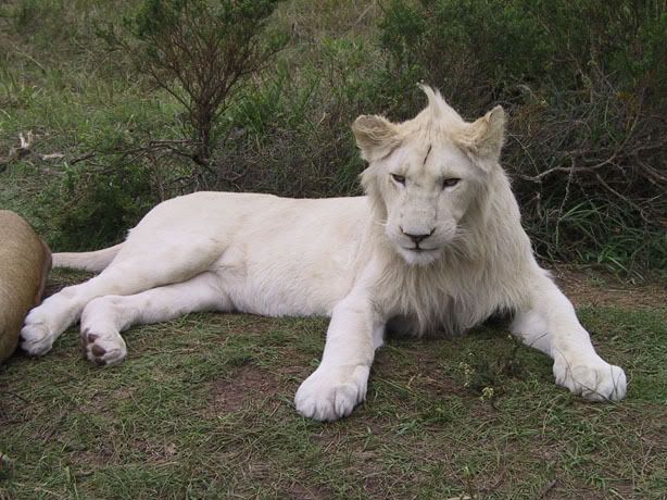 white lions and tigers. white lion