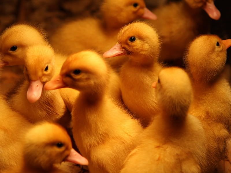 IMAGE: http://i145.photobucket.com/albums/r236/TitusvileSurfer/Animals/Birds/IMG_2363.jpg