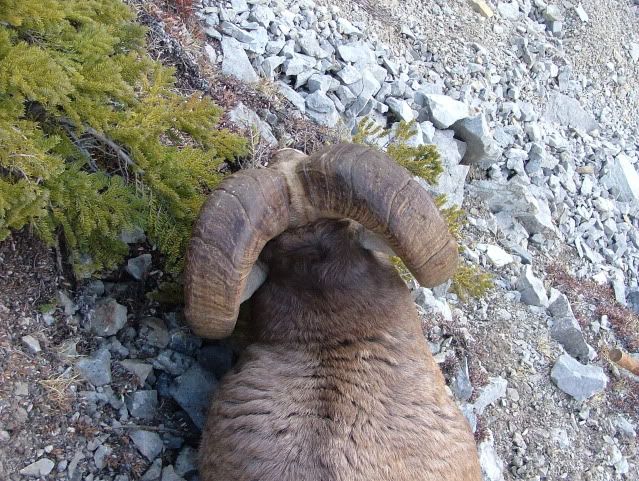 alberta archery bighorn sheep