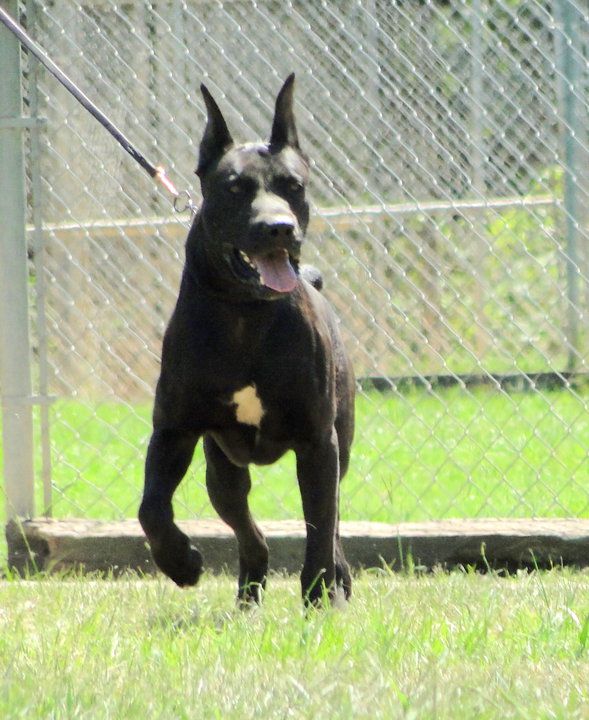 Donovan+Pinscher what are peoples opinions on 'outcrossing' - Doberman Forum : Doberman ...