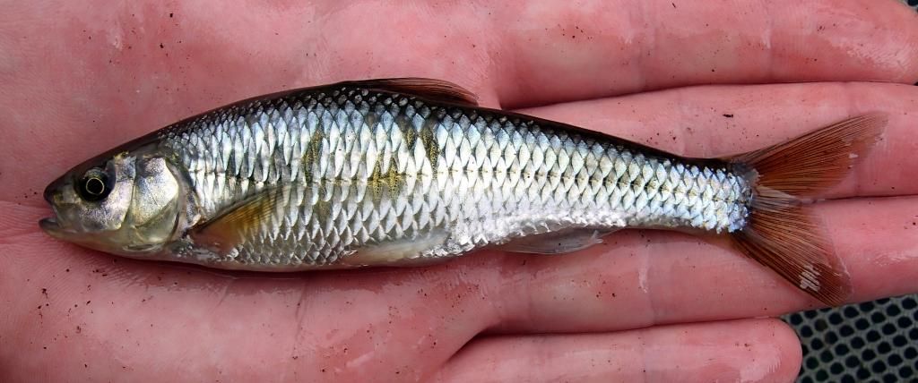 Hybrid creek chub - Photo & Video Gallery - NANFA Forum