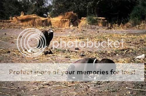 Kevin Carter's Starving African Child Pictures, Images and Photos