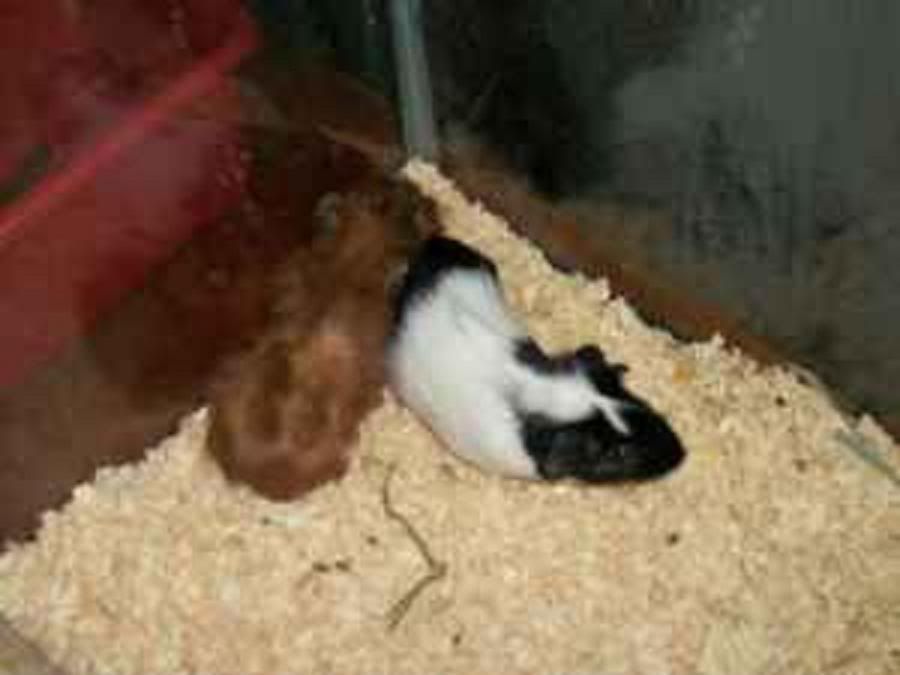 pigpic1.jpg