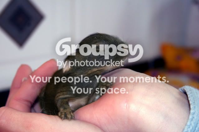7daysoldbramble.jpg