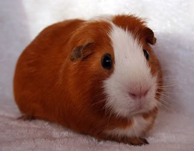 Ginger1.jpg