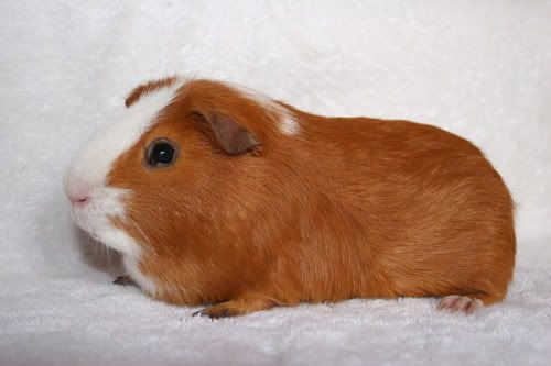 Ginger2.jpg