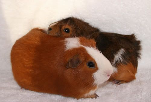 GingerandFlossie.jpg