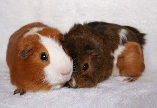 GingerandFlossie3.jpg