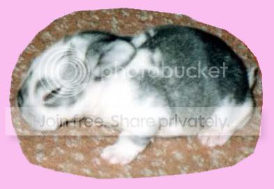 IMG250.jpg